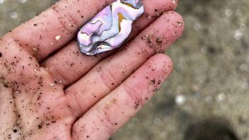 Abalone shell found on the sandy beach at BML during UC Davis Pre-College program