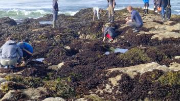 UC Davis Pre-College students search for plants and animals in the intertidal zone at Bodega Reserve