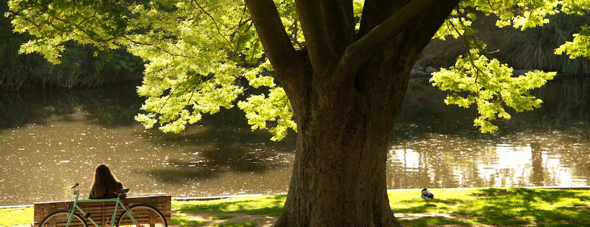 Person sitting on bench reading under a tree