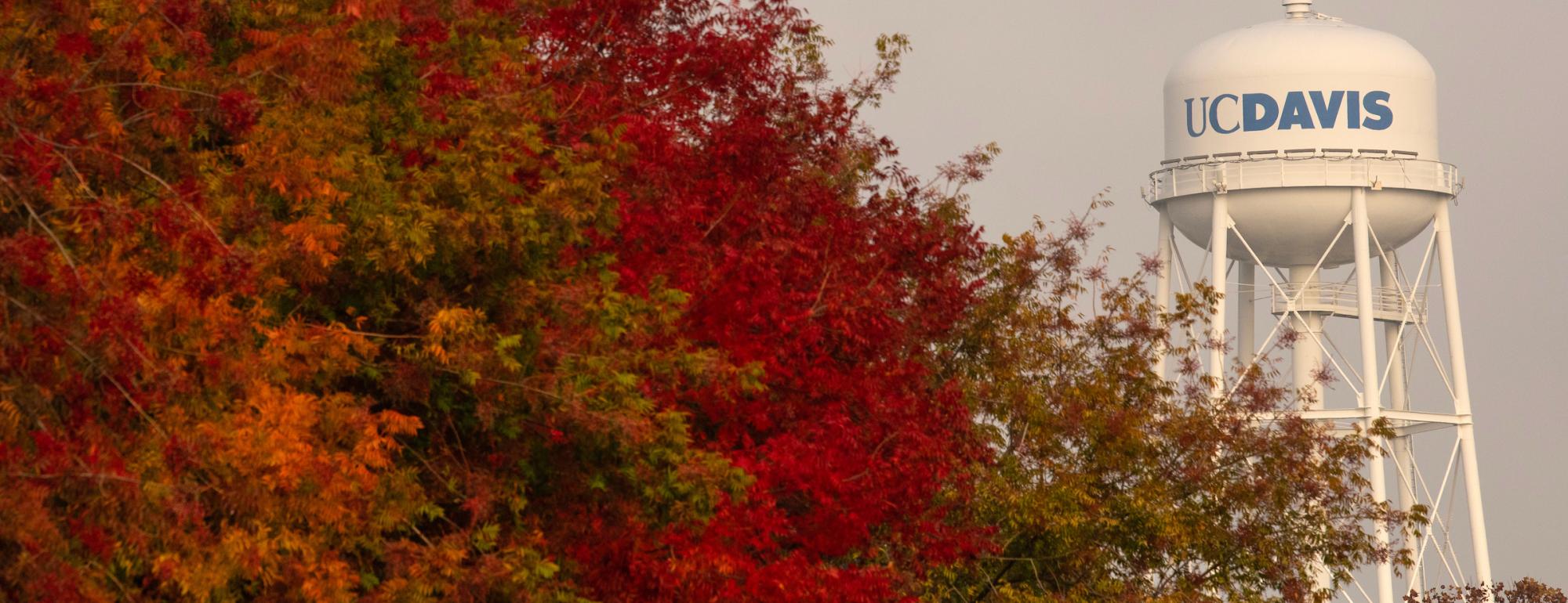 Fall leaves in the foreground and UC Davis water tower in the background