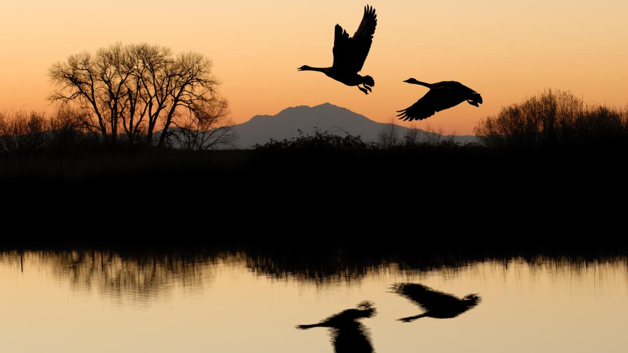 birds flying over a lake