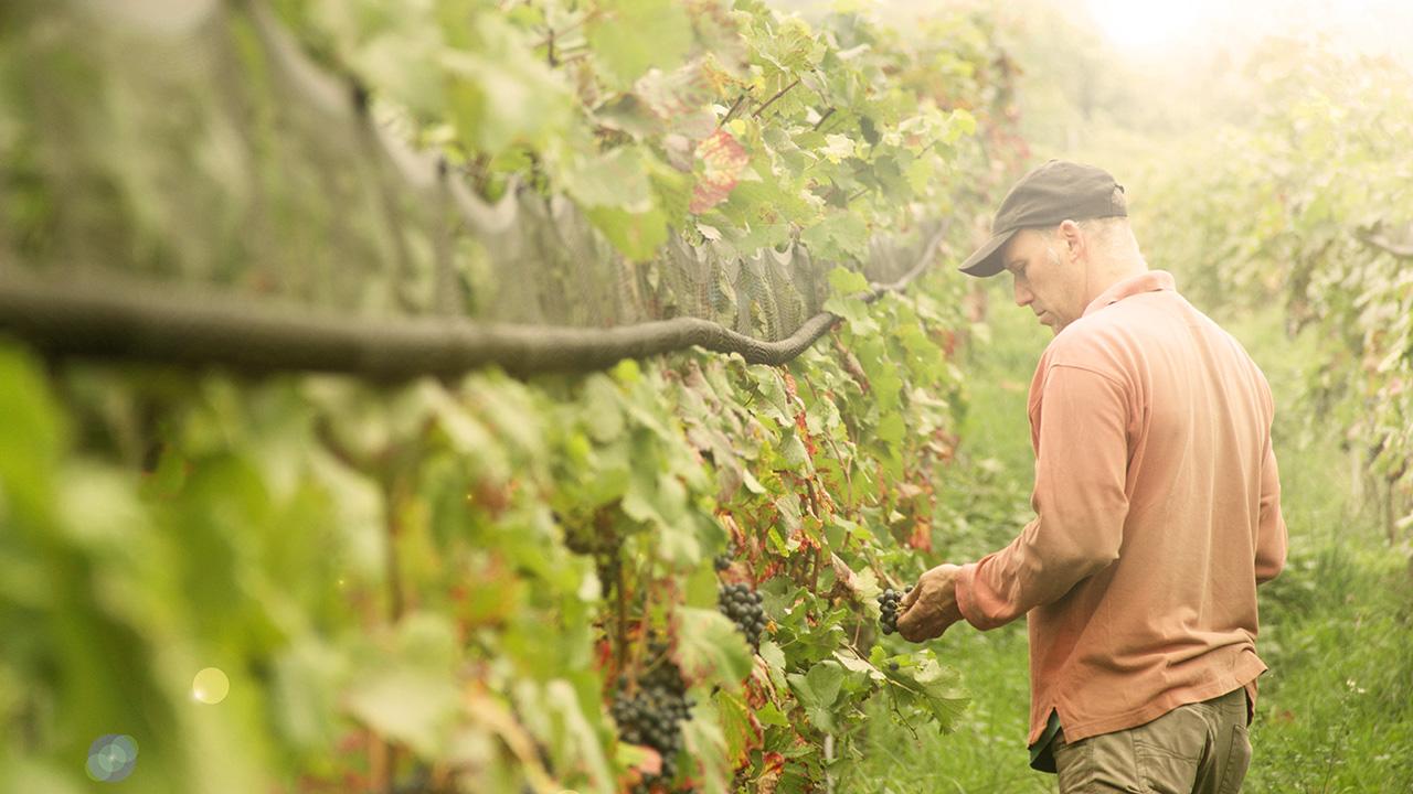 wine grower picking grapes from vine
