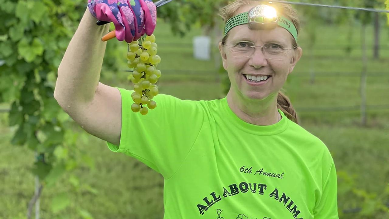 UC Davis Winemaking Certificate graduate Ann Kane poses in her vineyard holding a bunch of grapes with headlamp on