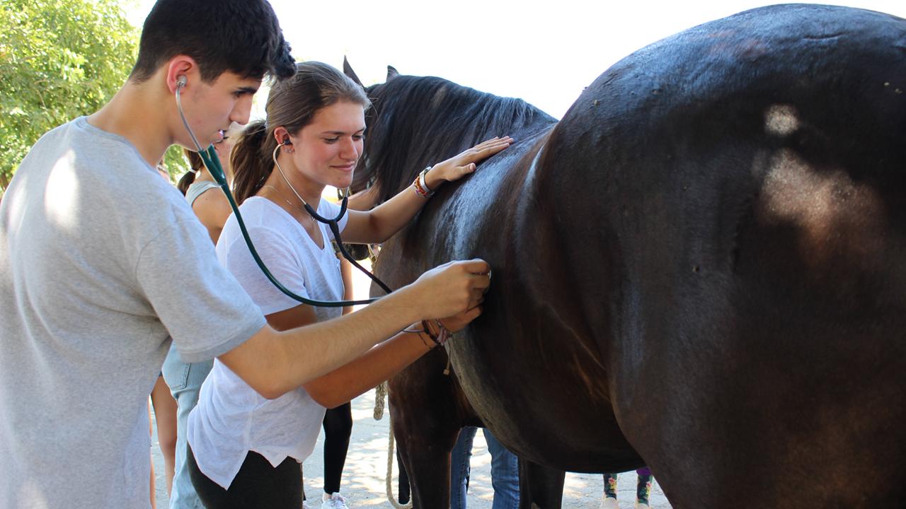 UC Davis Pre-College students practice using a stethoscope to check horse health