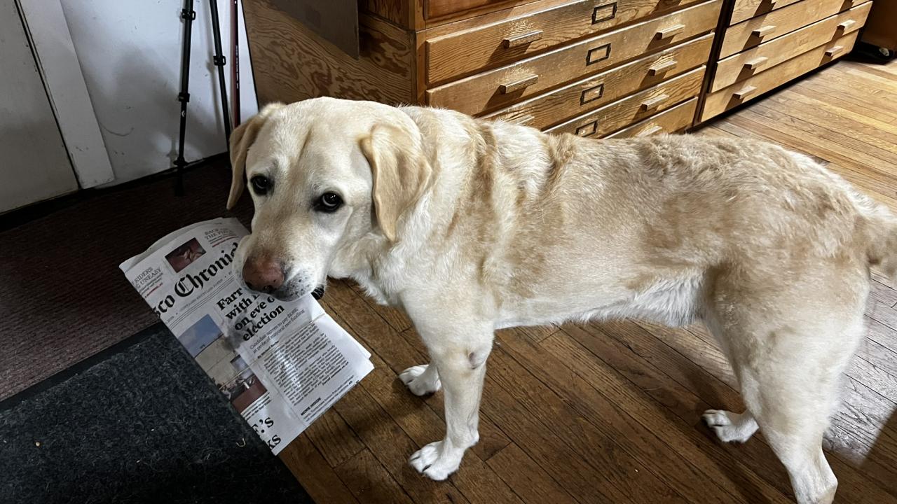 A yellow lab holds a newspaper in his mouth