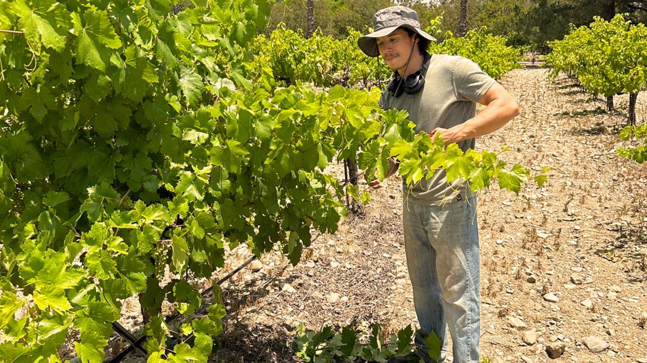 UC Davis Winemaking Certificate student Matthew Tibbetts doing maintenance in his family's vineyard