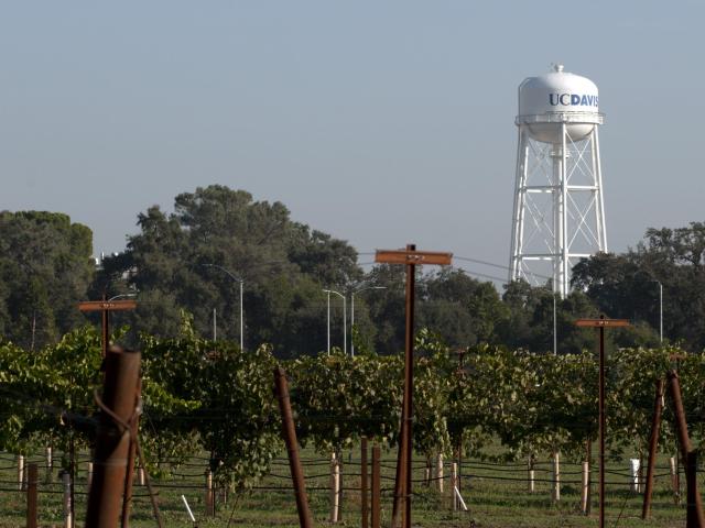 Vineyard at UC Davis