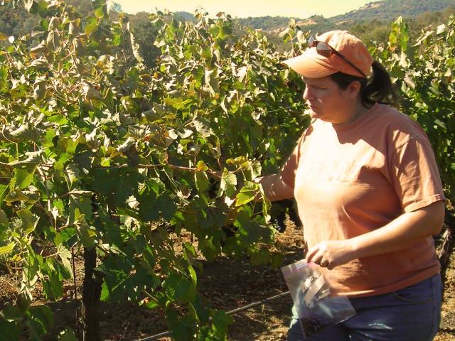 Picture of sampling grapes
