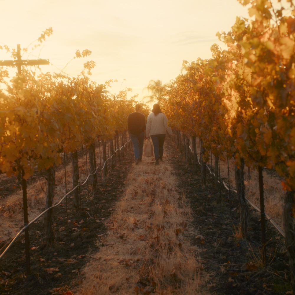 people walking through a vineyard