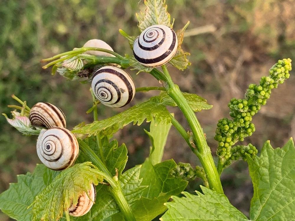 close up of snails on vines