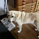 A yellow lab holds a newspaper in his mouth