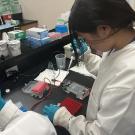 UC Davis Pre-College Program student pipetting in the Forensic lab