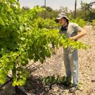UC Davis Winemaking Certificate student Matthew Tibbetts doing maintenance in his family's vineyard