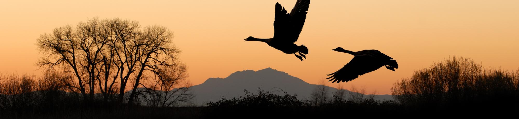 silhouette of birds flying at dusk