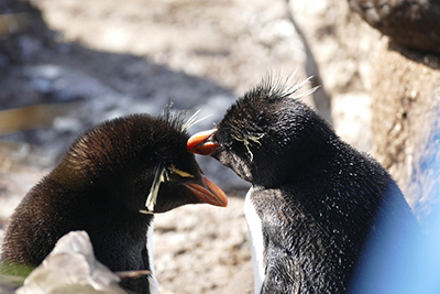Rock Hopper Penguin