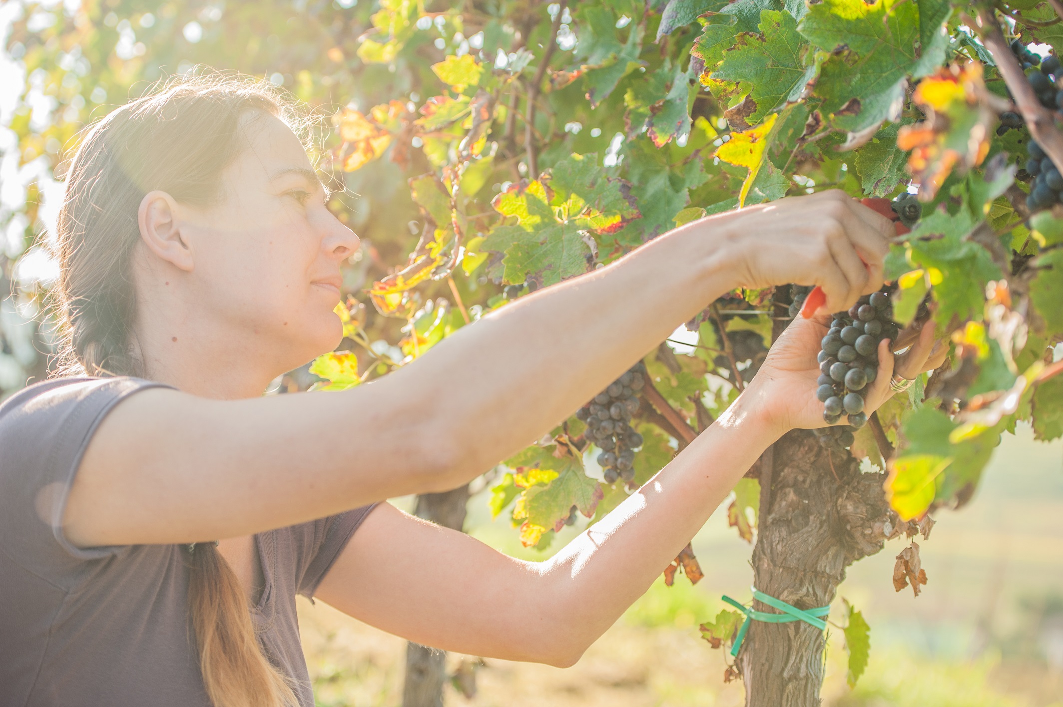 Woman picking grapes from a vine