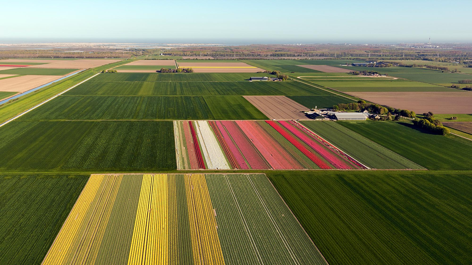 aerial view of crops