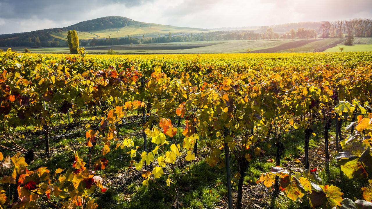 pretty fall vineyard