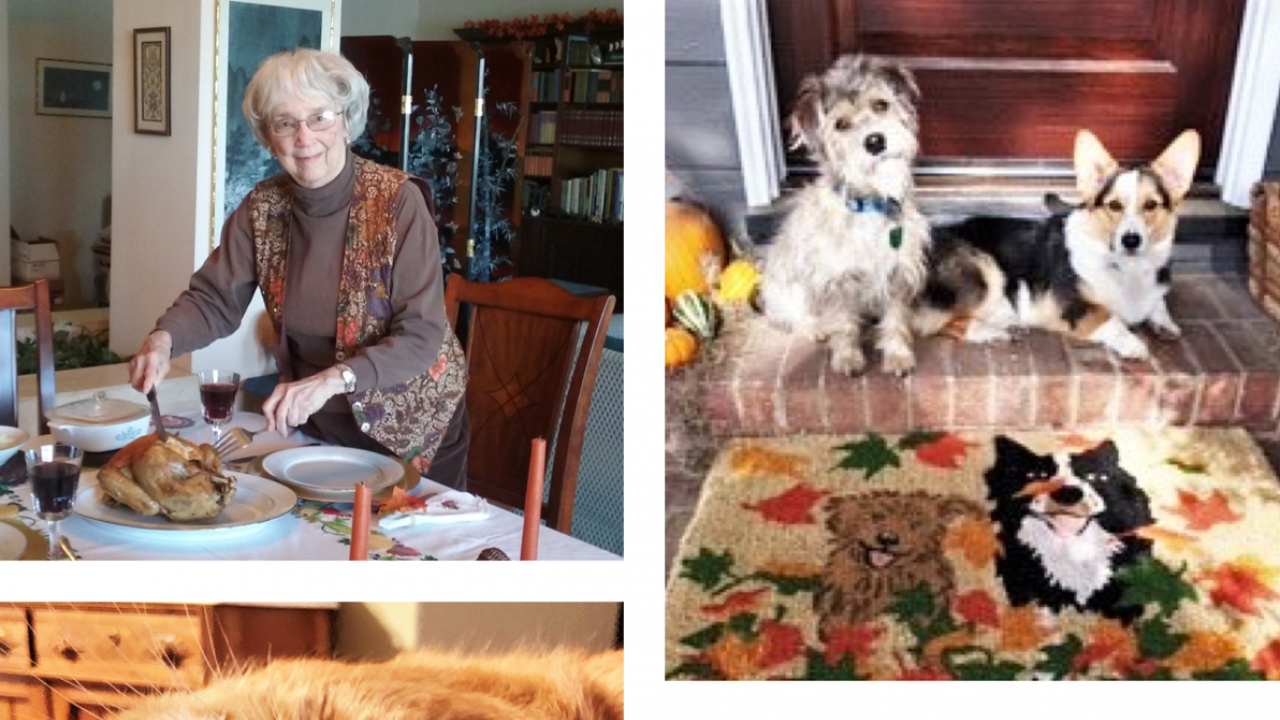 collage of OLLI member thanksgiving photos with pets and turkey carving