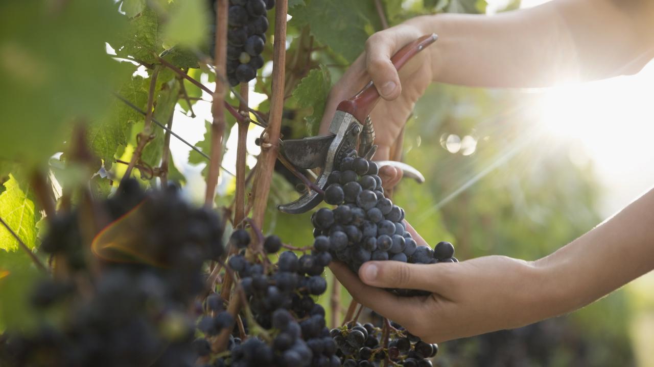 Picking grapes from the vine