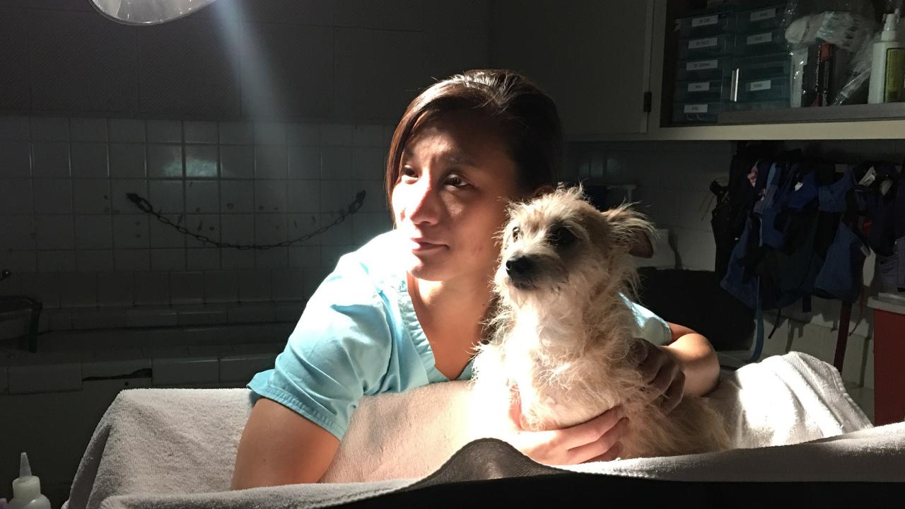 working as a vet assistant, vickie creates a comfortable trough for a dog  for his abdominal ultrasound