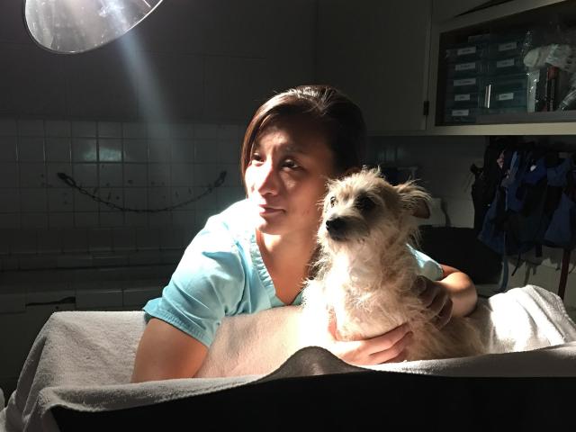 working as a vet assistant, vickie creates a comfortable trough for a dog for his abdominal ultrasound