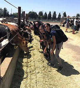 Pre-College students with cows at UC Davis