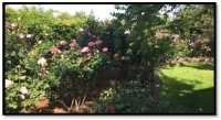 image of Roy Curry's roses in backyard