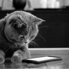 cat looking at cell phone
