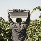 vineyard worker carries a bin of grapes above his head as he walks through the vineyard
