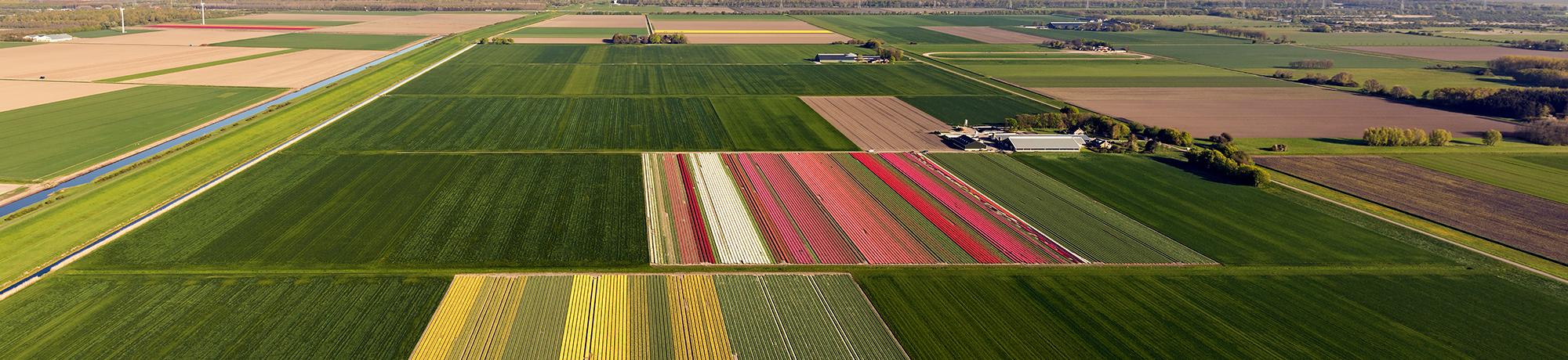 aerial view of field of crops