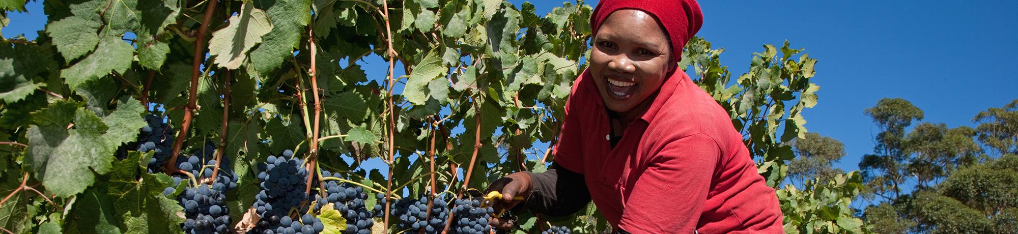 woman picking grapes in vineyard